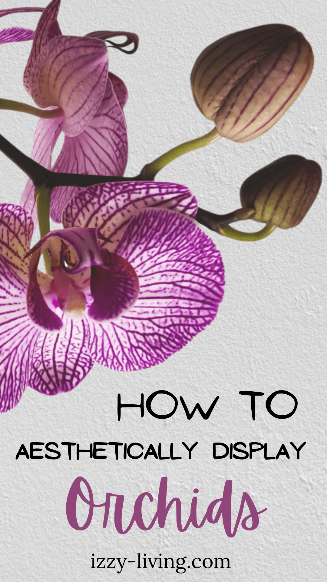 Do You Love Orchids but Struggle Displaying Them?