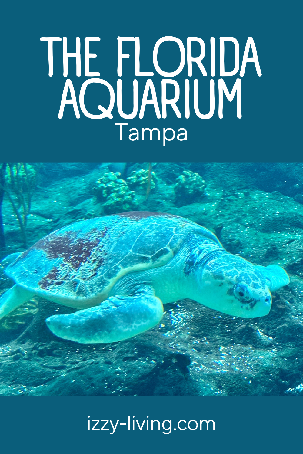 The Florida Aquarium Tampa: Everything to Know Before You Go