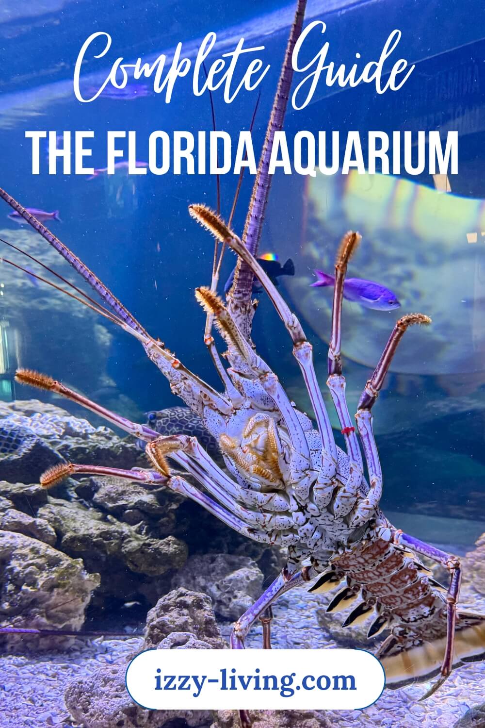 Florida Aquarium: The Most Complete Guide to an  Educational Experience