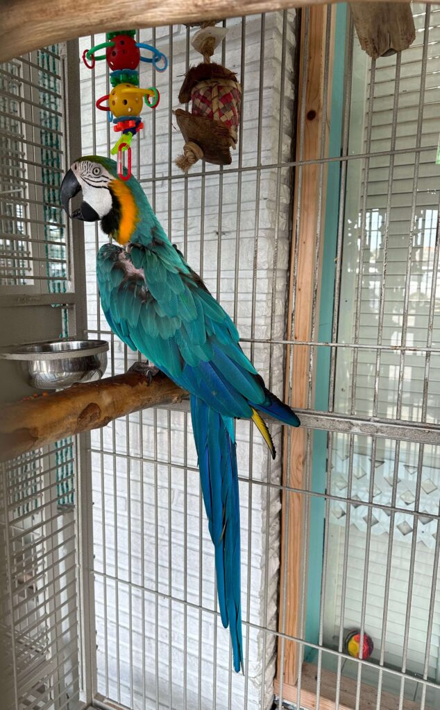 anna maria island parrots
