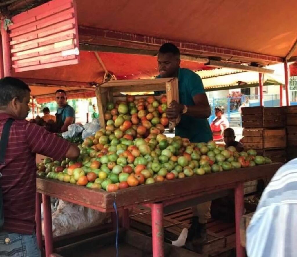 Cuba Tomatoes