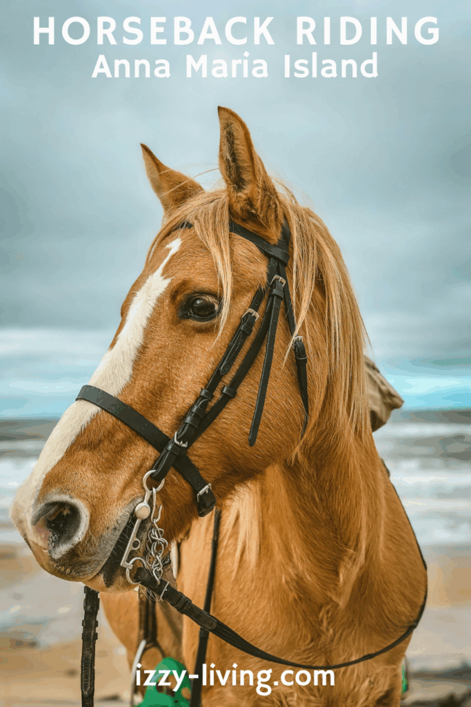 Anna Maria Island Horseback Riding