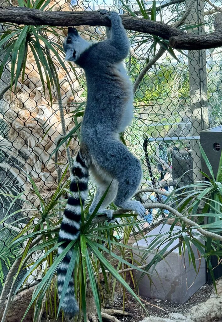 The Florida Aquarium Lemur